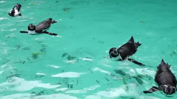 Пінгвіни Плавають Грають Блакитній Воді Повільний Рух — стокове відео