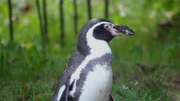 Пінгвін Стоїть Зеленому Фоні Листя — стокове відео