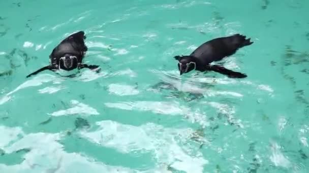 企鹅在蓝色的水里游泳和玩耍 慢动作 — 图库视频影像