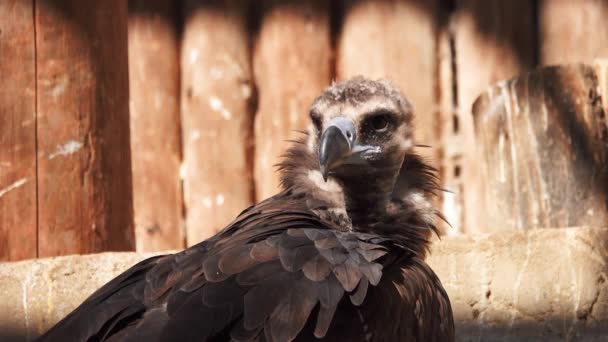 Cinereous Vulture Aegypius Monachus — 图库视频影像