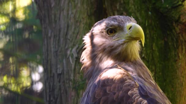 Lesser Spotted Eagle Clanga Pomarina Portrait — Stock Video