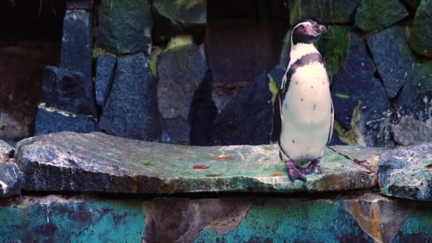 Penguin Rocks Natural Habitat — Stock Video