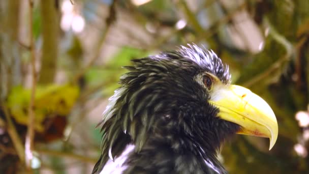 Retrato Águila Marina Steller Haliaeetus Pelagicus — Vídeos de Stock