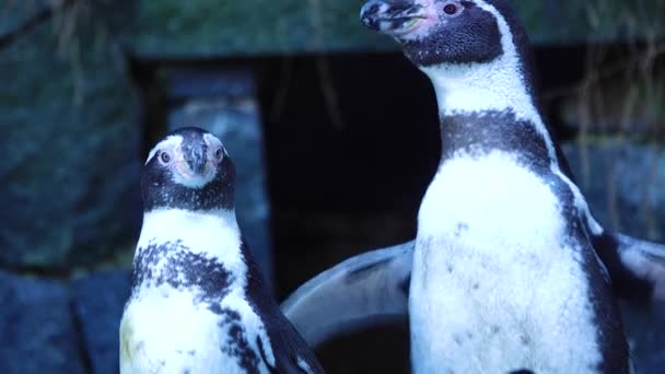 Dos Pingüinos Sobre Rocas Hábitat Natural — Vídeo de stock