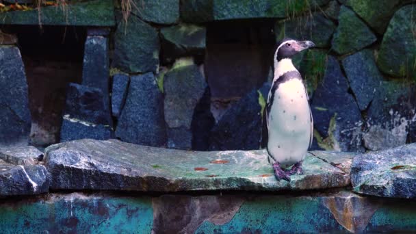 Pingvin Sziklákon Természetes Élőhelyen — Stock videók