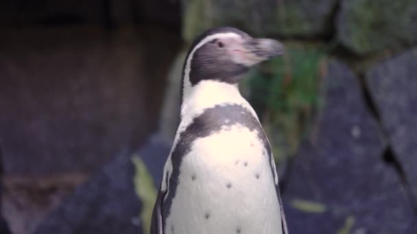 Pingüino Fondo Piedras Primer Plano — Vídeo de stock