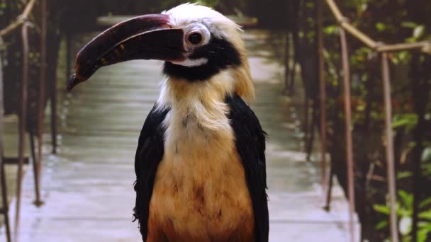 Visayan Hornbill Penelopides Panini Odwraca Głowę Różnych Kierunkach — Wideo stockowe