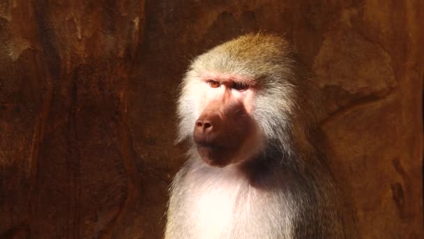 드리야 개코원숭이 Papio Hamadryas 암컷의 초상화 — 비디오