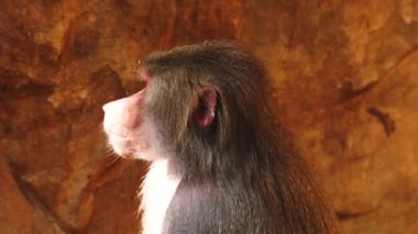 hamadryas babun (papio hamadryas) bir kadın portresi 