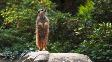 Bir taşın üzerinde duran mirket (suricate). yavaş çekim