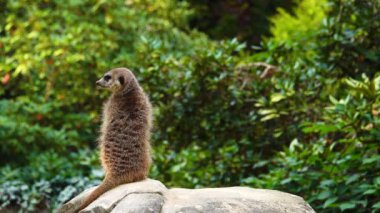 mirket (suricate) bir taşın üzerinde duruyor