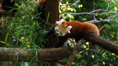 Kızıl panda yeşil yaprakları yiyor.