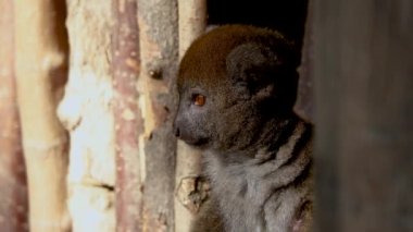 Alaotran nazik lemur farklı yönlere bakıyor.