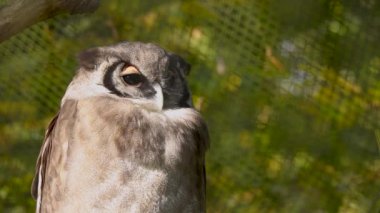 Verreauxs kartal baykuşu Alaotran farklı yönlere bakan nazik lemur