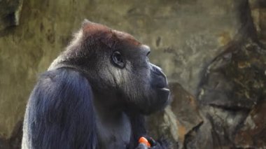 Pancar yer ve farklı yönlere bakar.