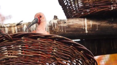 Kızıl aynalı aynaklar bir ağaç dalındaki bir yuvada otururlar.