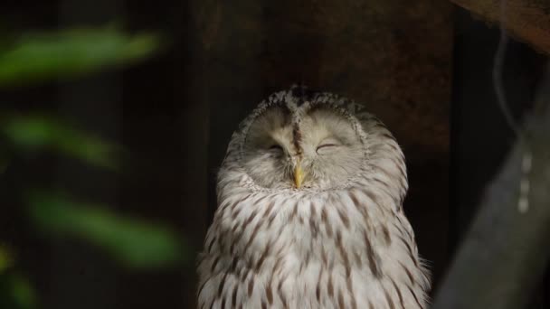 Ural Owl Strix Uralensis Primer Plano Bosque Verde — Vídeos de Stock