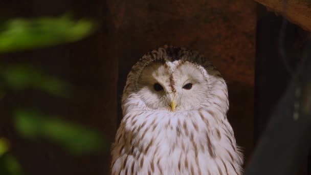 Ural Owl Strix Uralensis Close Green Forest — Stock Video