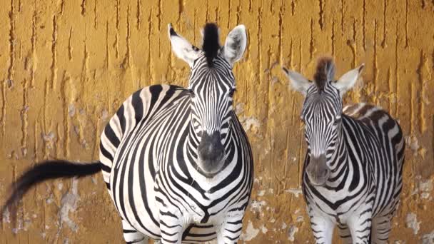Zebra Mit Baby Auf Dem Hintergrund Einer Braunen Alten Mauer — Stockvideo