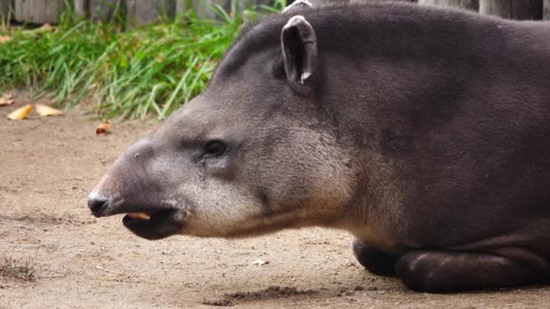 Tapir Aus Nächster Nähe Freier Natur — Stockvideo