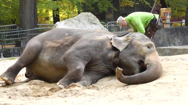 Elefante Asiático Elephas Maximus Deitado Chão Sendo Limpo Zoológico — Vídeo de Stock