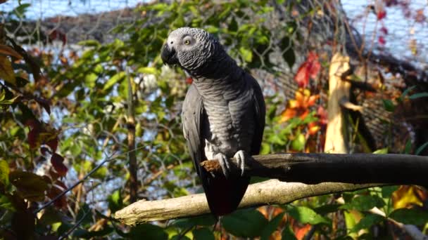 Red Tailed Parrot Singing Parrot Tree Branches — Stock Video