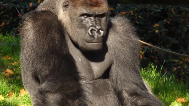 Gorila Tierras Bajas Del Oeste Mirando Diferentes Direcciones Cámara Lenta — Vídeos de Stock