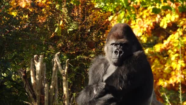 Western Lowland Gorilla Krabben Rug Kijk Naar Camera — Stockvideo