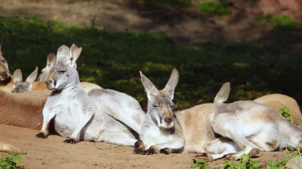 Kırmızı Kanguru Güneşlenir Rahatlar — Stok video