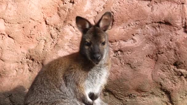 Rojo Cuello Wallaby Diferentes Lados Menea Sus Oídos — Vídeos de Stock