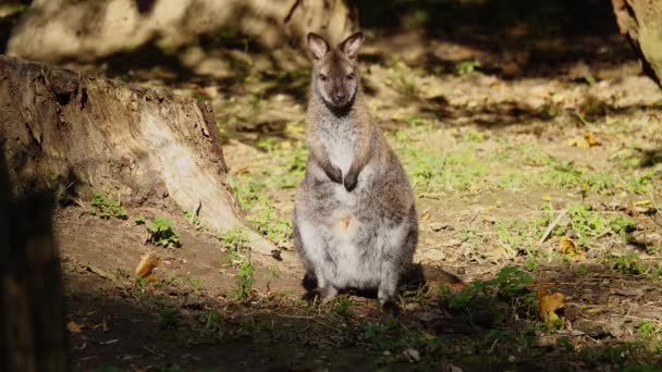 Rojo Cuello Wallaby Diferentes Lados Menea Sus Oídos — Vídeos de Stock