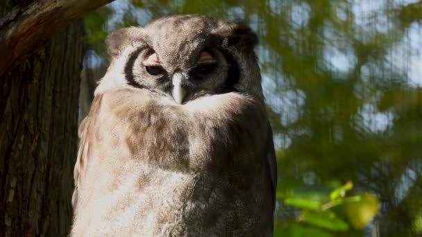 Verreauxs Gufo Aquila Alaotran Lemure Gentile Guardando Direzioni Diverse — Video Stock