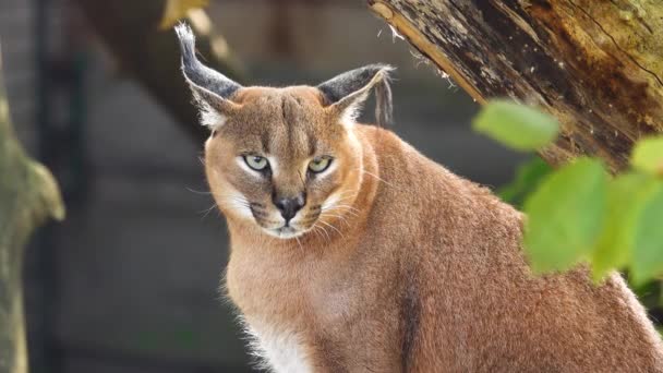 Caracal Looking Different Directions Slow Motion — Stock Video