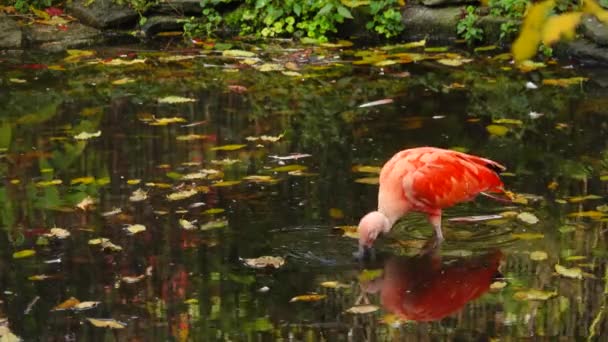 Scarlet Ibis Look Food Lake — Stock Video