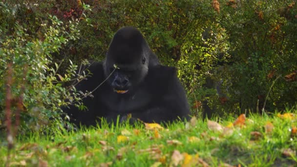 Westelijk Laagland Gorilla Eet Herfstbladeren — Stockvideo