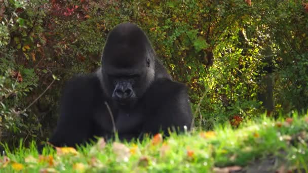 Gorila Tierras Bajas Occidentales Mastica Comida Sale Del Marco — Vídeos de Stock
