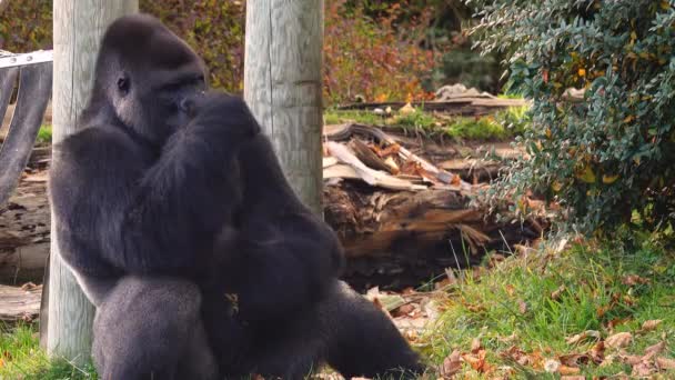 Západní Nížinná Gorila Podzimní Listí — Stock video