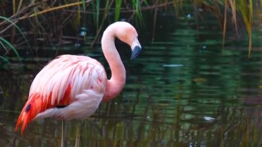 Şili flamingosu doğal yaşam alanı yakınında büyür.