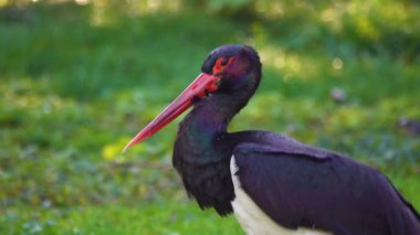 Yeşil arkaplan suyunda siyah bir leyleğin portresi