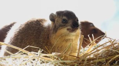 kaya hyrax beyaz arka planda saman yer yavaş çekimde