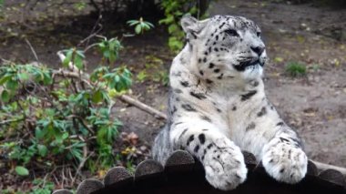 Kar leoparı (panthera uncia) yakından dinleniyor