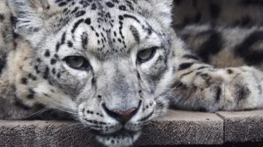 Kar leoparı (panthera uncia) doğal yaşam alanında dinleniyor 