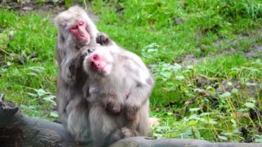 Erkek Japon Makakı (Macaca fuscata) bir dişiden pire arıyor. yavaş çekim