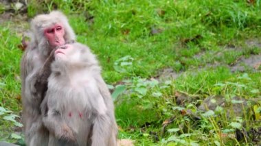 Erkek Japon Makakı (Macaca fuscata) bir dişiden pire arıyor.