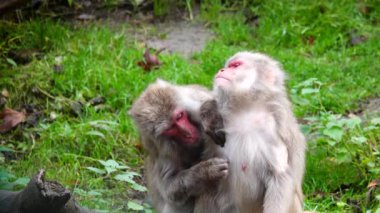Erkek Japon Makakı (Macaca fuscata) bir dişiden pire arıyor.