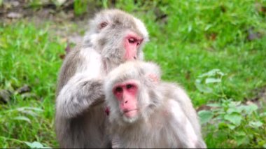 Erkek Japon Makakı (Macaca fuscata) bir dişiden pire arıyor.