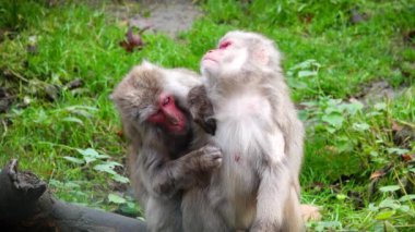 Erkek Japon Makakı (Macaca fuscata) bir dişiden pire arıyor. yavaş çekim