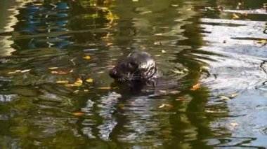 Kürk fokları yüzer, başlarını suyun üstüne çıkarırlar.