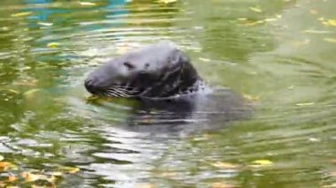 Kürk fokları yüzer, başlarını suyun üstüne çıkarırlar.