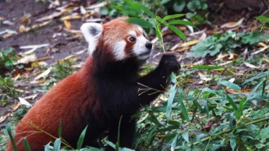 Kırmızı panda yeşil bambu yaprakları yiyor.